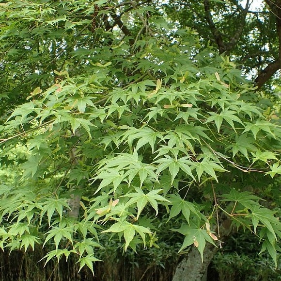 Acer palm. 'Verde'