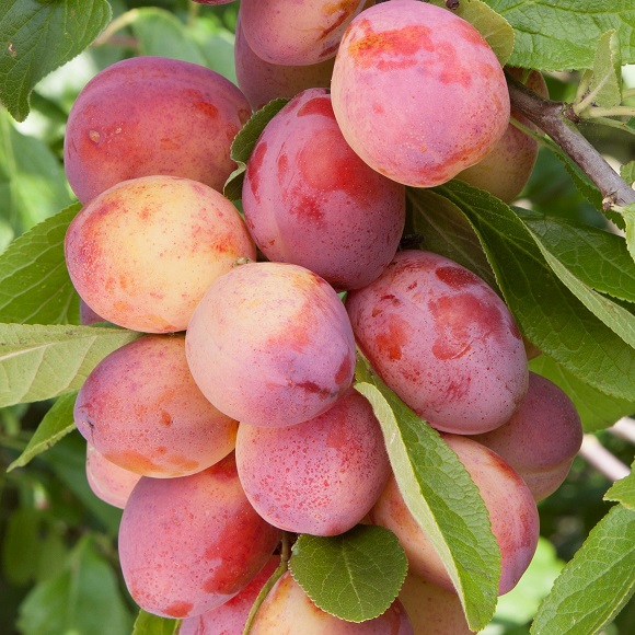 Prunus d. 'Victoria' 7.5L