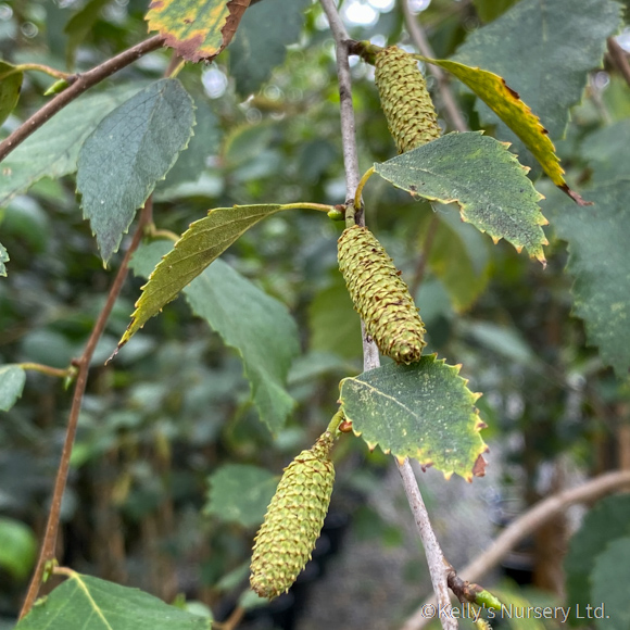 Betula pubescens b/r 60-80cm