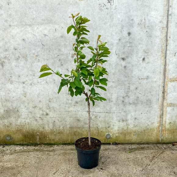 Prunus a. 'Stella' 7.5L