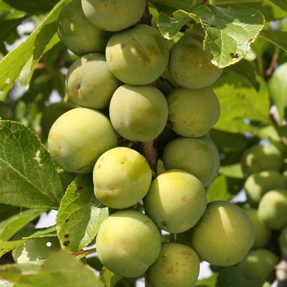 Prunus d. 'Reine Claude Verte'